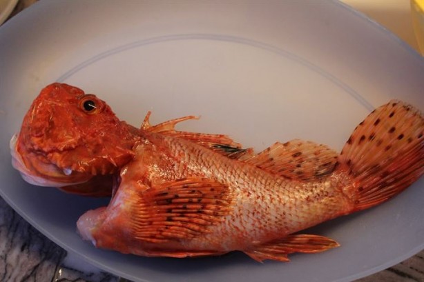 Foto - Hangi balık hangi mevsimde yenmeli?