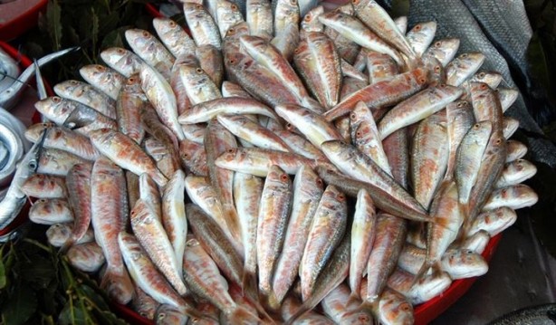 Foto - Hangi balık hangi mevsimde yenmeli?