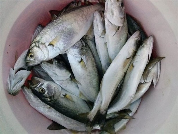 Foto - Hangi balık hangi mevsimde yenmeli?