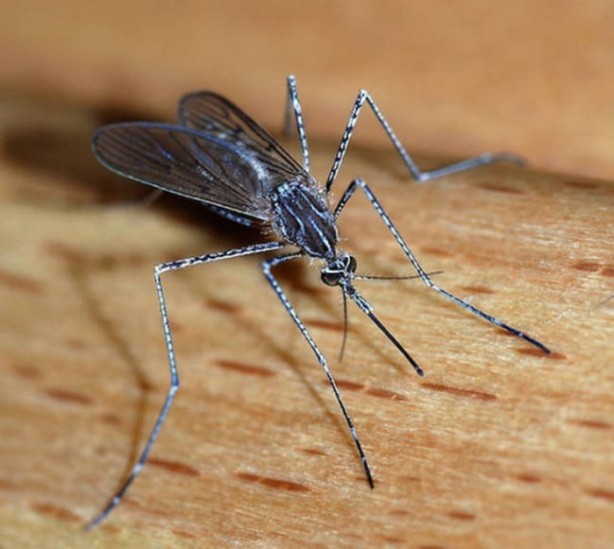 Foto - Hangi hayvan ne kadar yaşıyor?