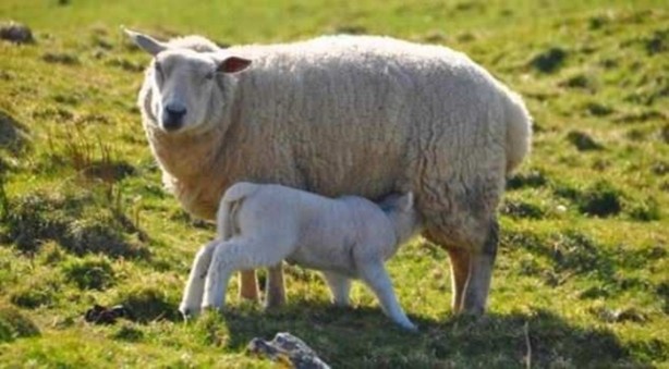 Foto - Hangi hayvanların ismi Kuran'da geçiyor?