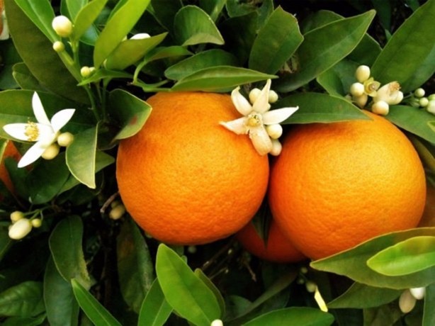 Foto - Hangi meyve, hangi hastalığa şifa oluyor?