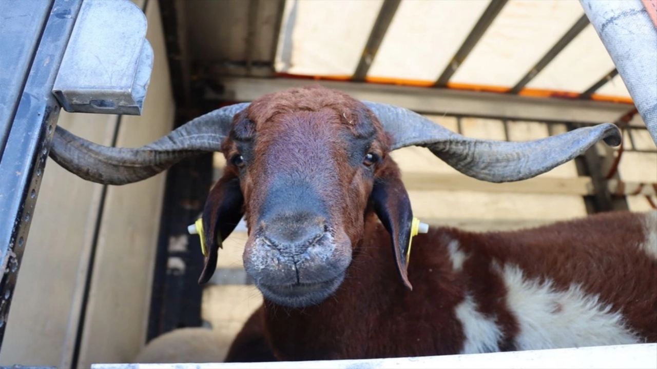 Foto - Hangi vakıfta ne kadar? İşte tek tek kurbanlık fiyatları 