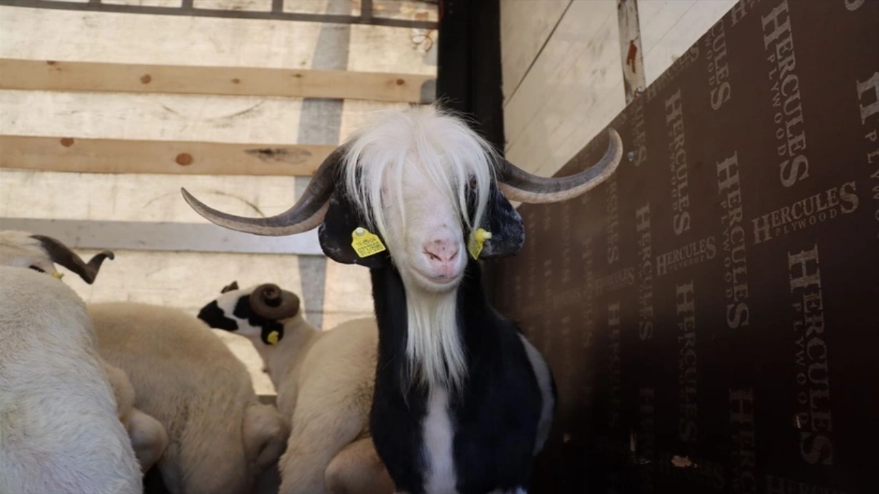 Foto - Hangi vakıfta ne kadar? İşte tek tek kurbanlık fiyatları 