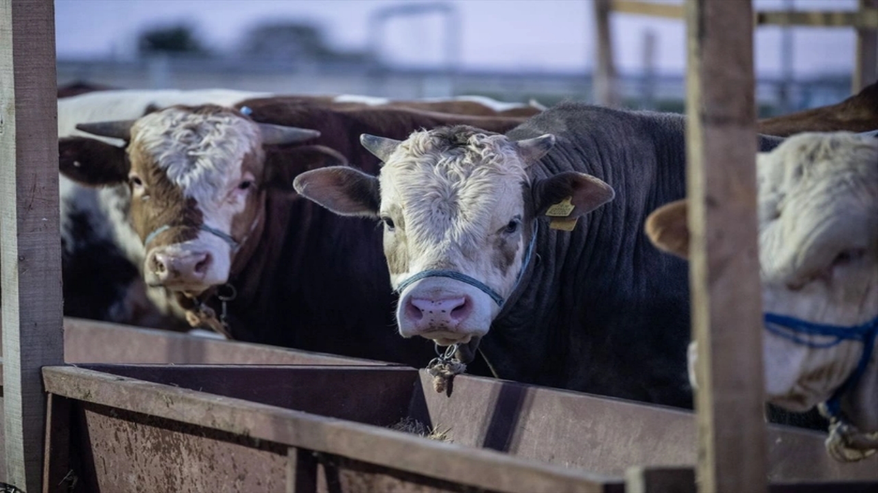 Foto - Hangi vakıfta ne kadar? İşte tek tek kurbanlık fiyatları 