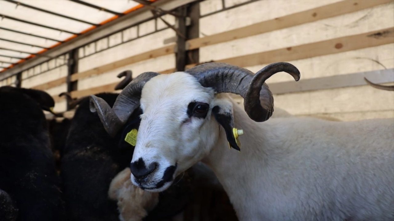 Foto - Hangi vakıfta ne kadar? İşte tek tek kurbanlık fiyatları 