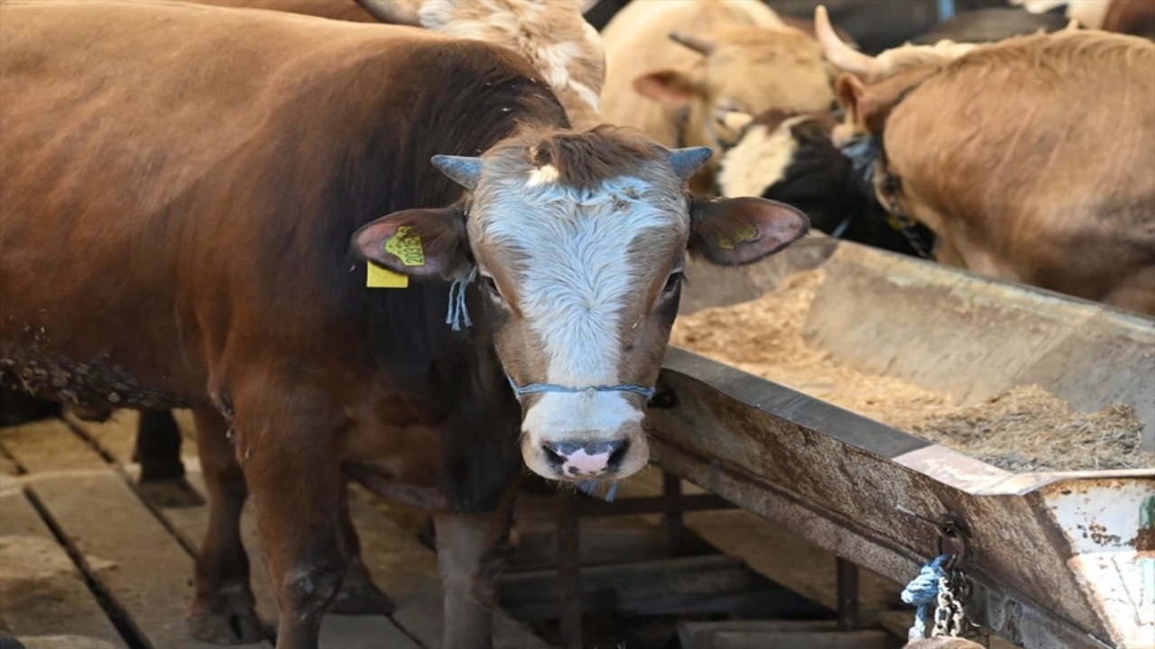 Foto - Hangi vakıfta ne kadar? İşte tek tek kurbanlık fiyatları 