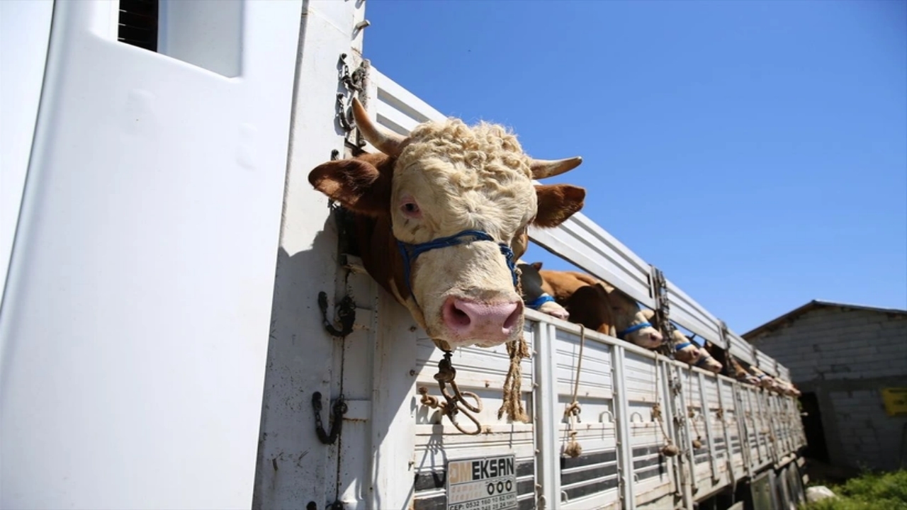 Foto - Hangi vakıfta ne kadar? İşte tek tek kurbanlık fiyatları 