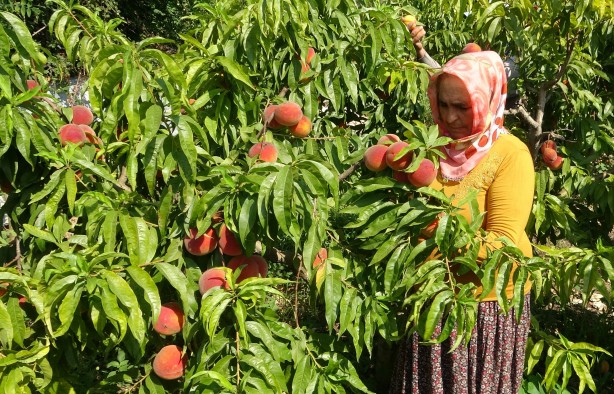 Foto - Hangi vicdana sığar bu! Tarlada 2 reyonda 14