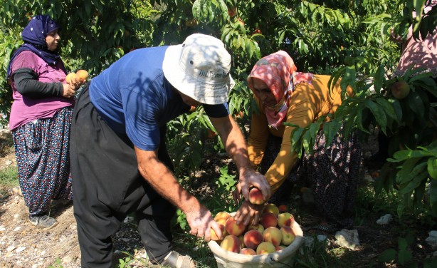Foto - Hangi vicdana sığar bu! Tarlada 2 reyonda 14