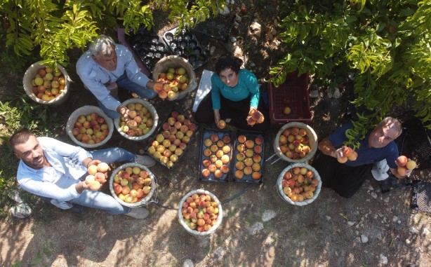 Foto - Hangi vicdana sığar bu! Tarlada 2 reyonda 14