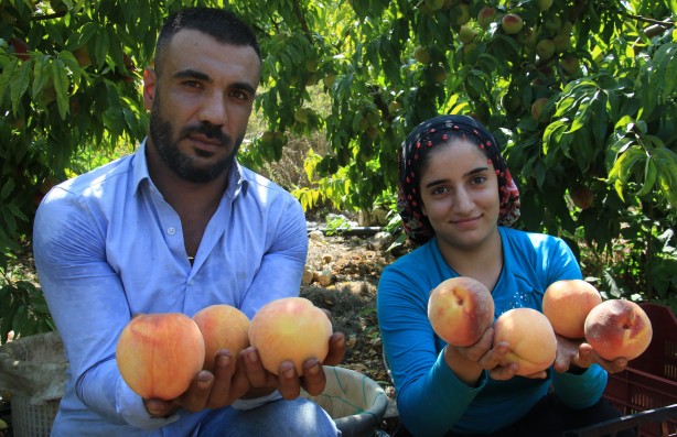 Foto - Hangi vicdana sığar bu! Tarlada 2 reyonda 14