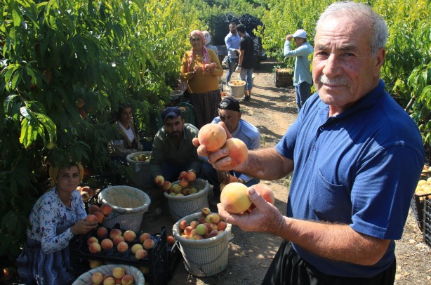 Foto - Hangi vicdana sığar bu! Tarlada 2 reyonda 14