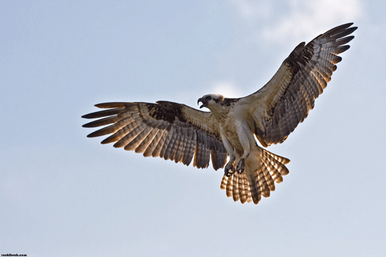 Foto - Hangisi kaç km koşuyor? İşte dünyanın en hızlı hayvanları