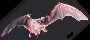 Foto - Hangisi kaç km koşuyor? İşte dünyanın en hızlı hayvanları