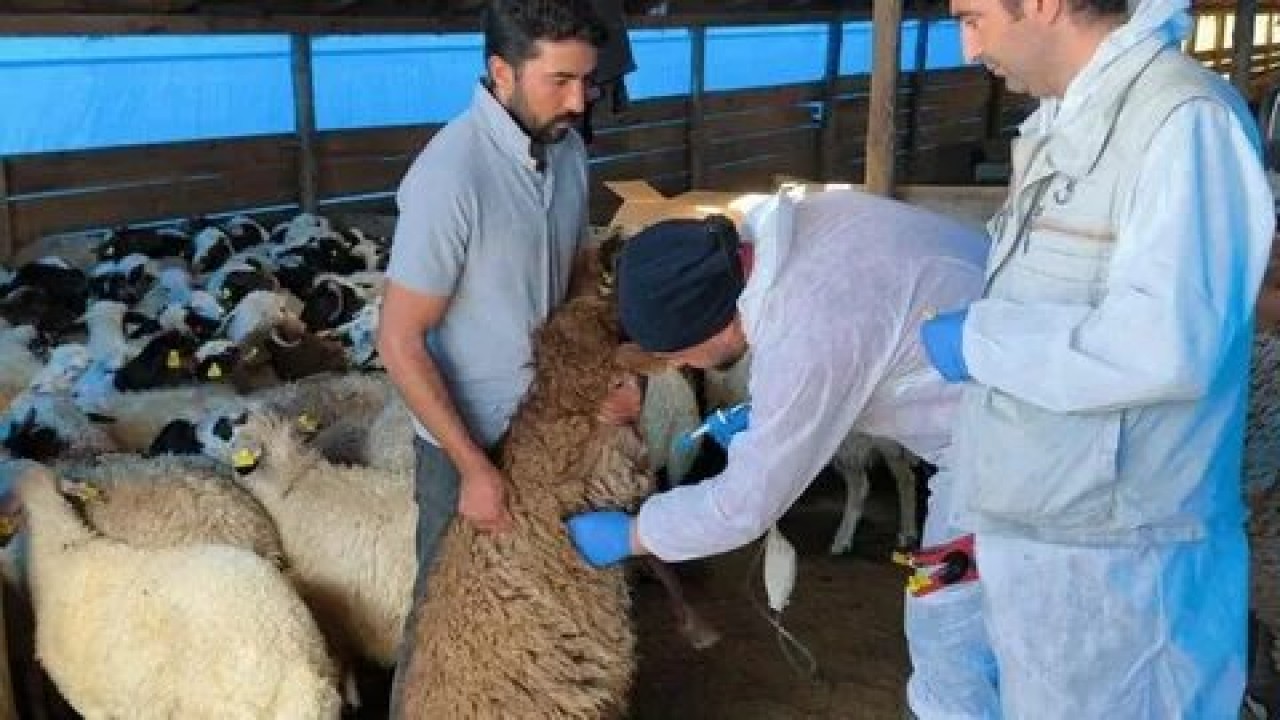 Foto - Hangisine ne kadar verilecek? Hayvancılığa destek paralarına büyük zam