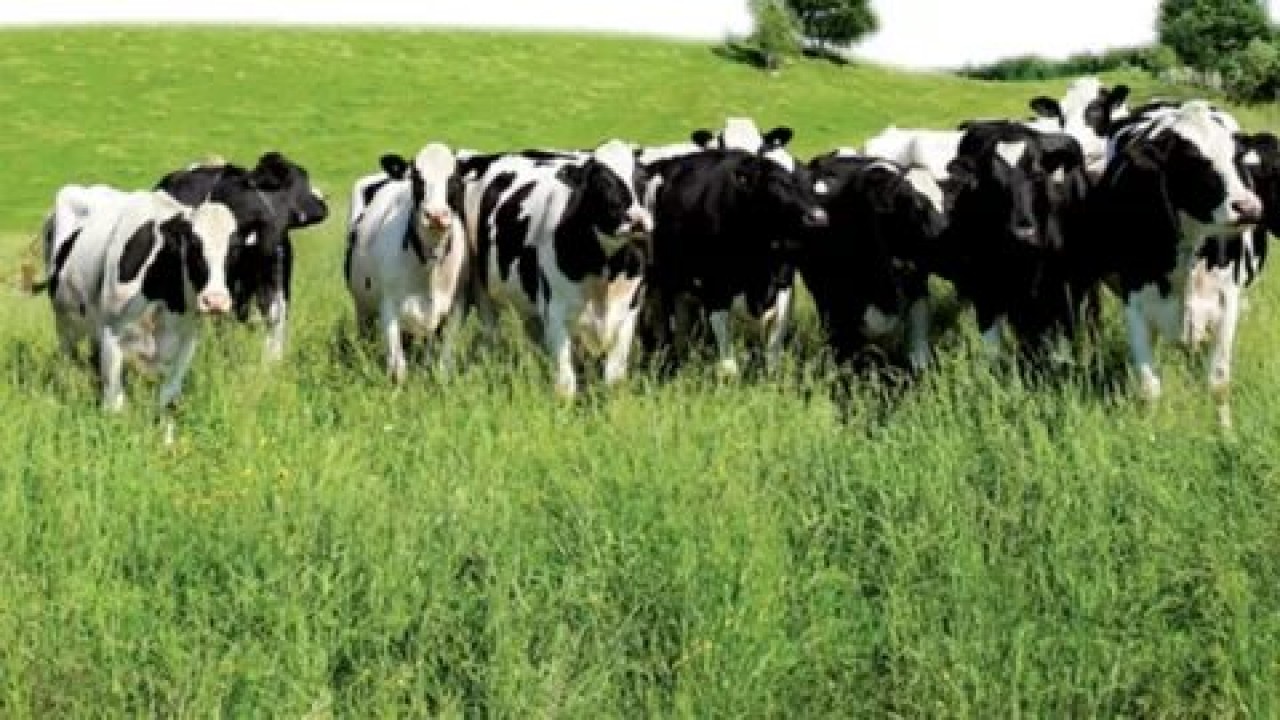 Foto - Hangisine ne kadar verilecek? Hayvancılığa destek paralarına büyük zam