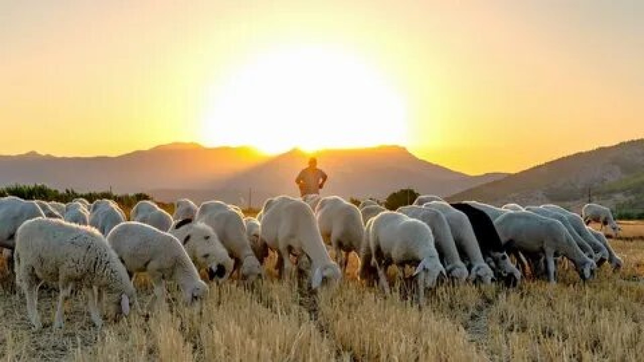 Foto - Hangisine ne kadar verilecek? Hayvancılığa destek paralarına büyük zam