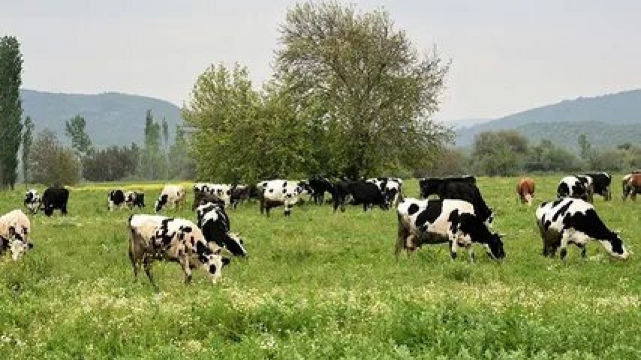Foto - Hangisine ne kadar verilecek? Hayvancılığa destek paralarına büyük zam