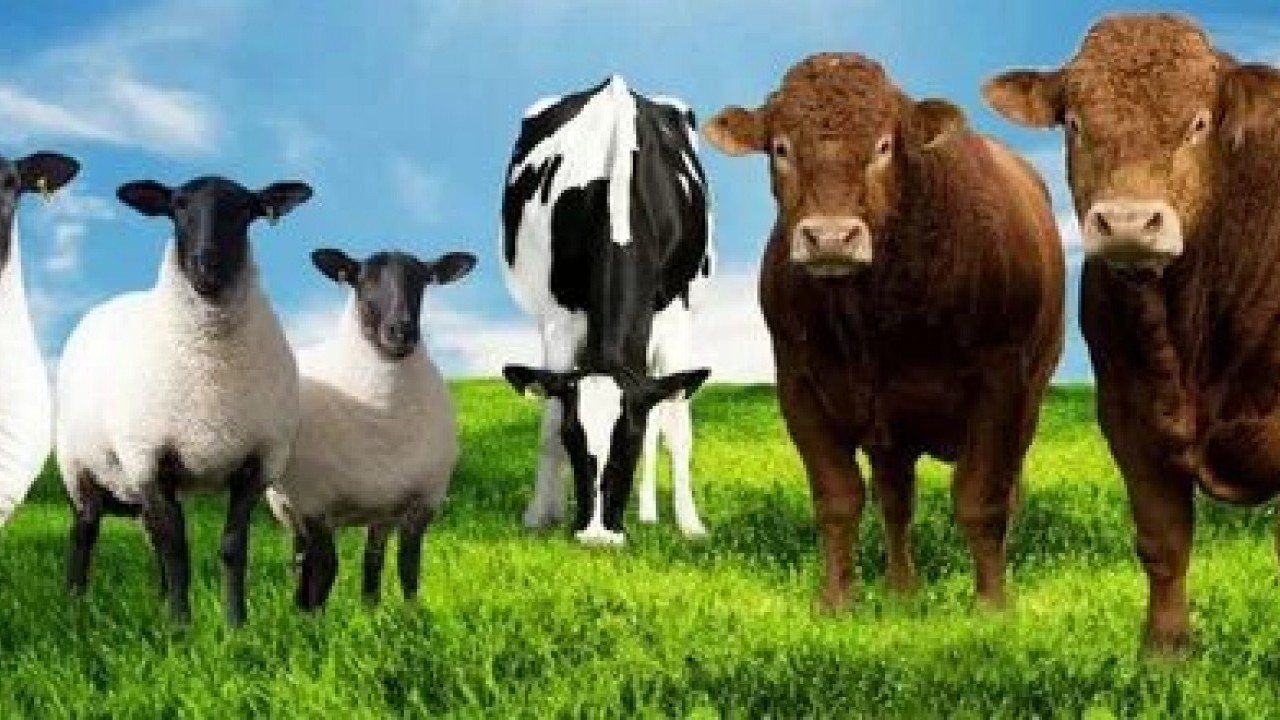 Foto - Hangisine ne kadar verilecek? Hayvancılığa destek paralarına büyük zam