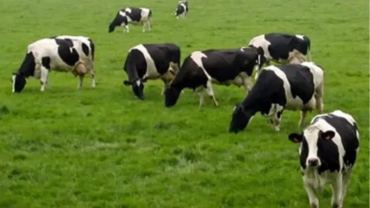 Foto - Hangisine ne kadar verilecek? Hayvancılığa destek paralarına büyük zam