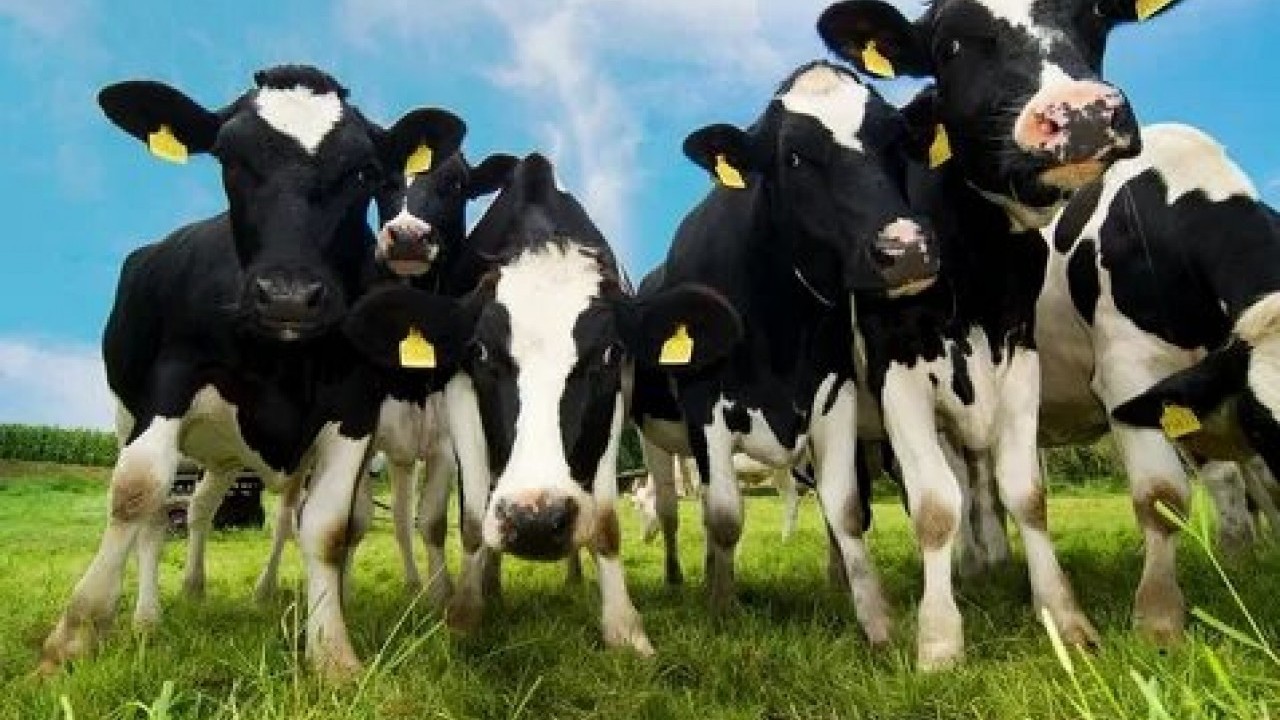 Foto - Hangisine ne kadar verilecek? Hayvancılığa destek paralarına büyük zam