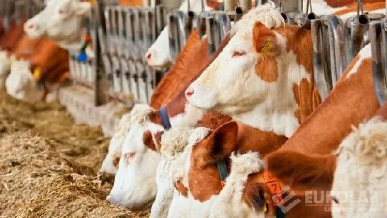 Foto - Hangisine ne kadar verilecek? Hayvancılığa destek paralarına büyük zam