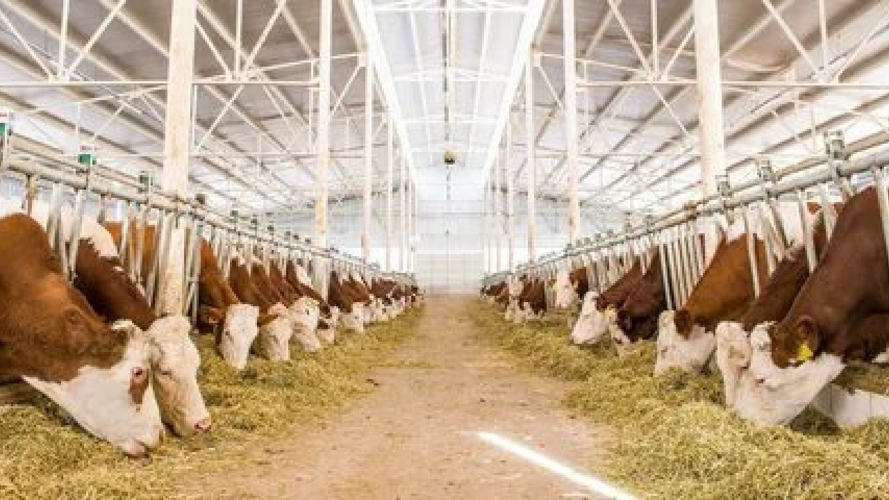 Foto - Hangisine ne kadar verilecek? Hayvancılığa destek paralarına büyük zam