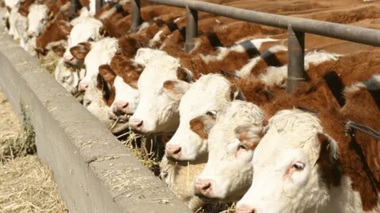 Foto - Hangisine ne kadar verilecek? Hayvancılığa destek paralarına büyük zam