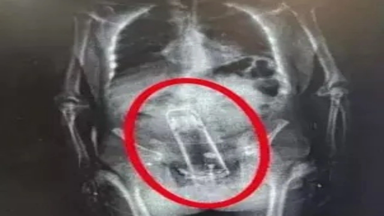 Hapishane girişinde fark edildi! Midesinden devasa termos çıktı