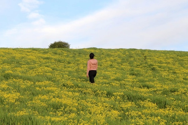 Foto - Hardal çiçekleri açtı, yüzler güldü