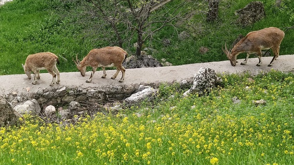 Hardal çiçekleri açtı, yüzler güldü