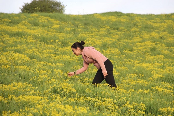 Foto - Hardal çiçekleri açtı, yüzler güldü