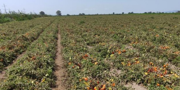 Foto - Hasada sayılı günler kala binlerce dönüm domates kurudu