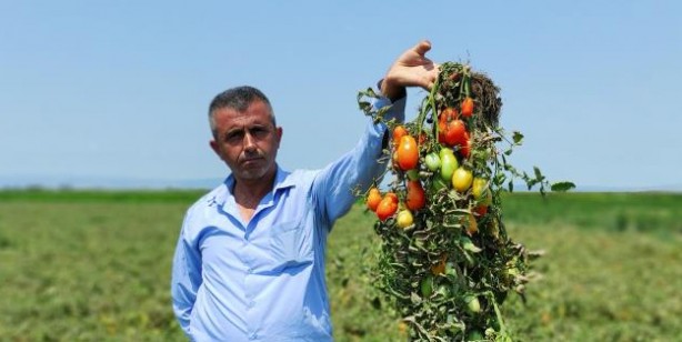  Hasada sayılı günler kala binlerce dönüm domates kurudu