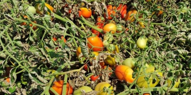 Foto - Hasada sayılı günler kala binlerce dönüm domates kurudu