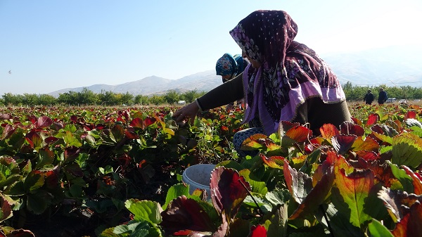 Foto - Hasadın son günleri! Kilosu 50 lira siparişlere yetişemiyorlar