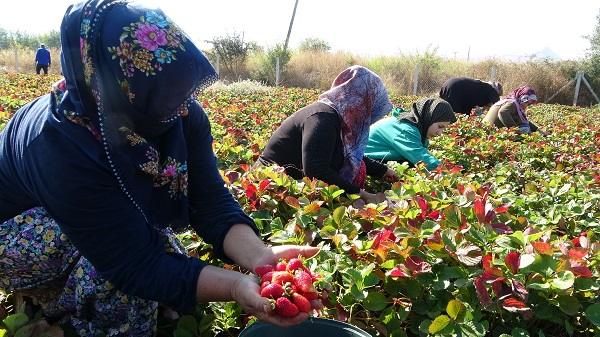 Foto - Hasadın son günleri! Kilosu 50 lira siparişlere yetişemiyorlar