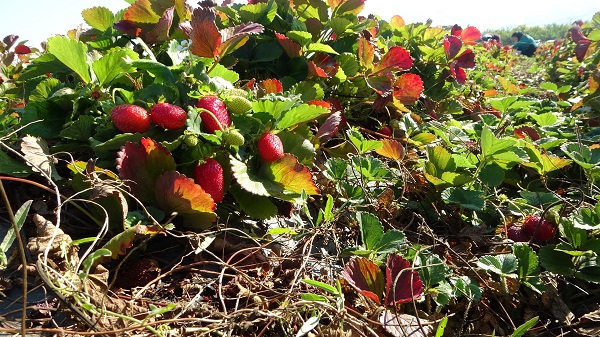 Foto - Hasadın son günleri! Kilosu 50 lira siparişlere yetişemiyorlar