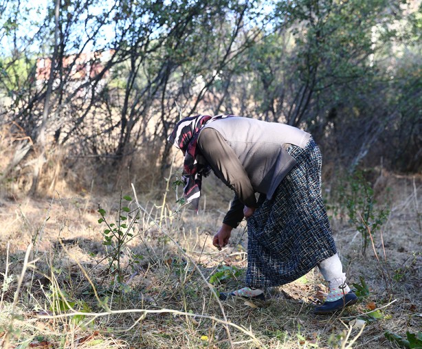 Foto - Hasat başladı! Bu ceviz pestil ve köme yapımında kullanılıyor