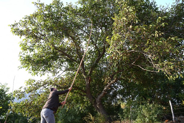 Foto - Hasat başladı! Bu ceviz pestil ve köme yapımında kullanılıyor