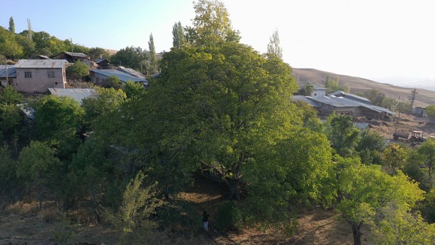Foto - Hasat başladı! Bu ceviz pestil ve köme yapımında kullanılıyor