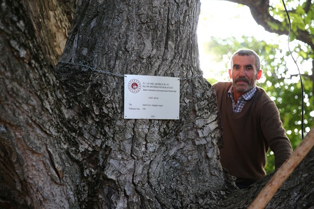 Foto - Hasat başladı! Bu ceviz pestil ve köme yapımında kullanılıyor
