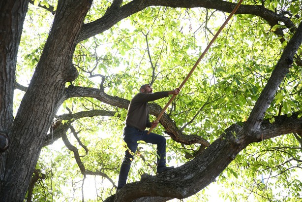 Foto - Hasat başladı! Bu ceviz pestil ve köme yapımında kullanılıyor