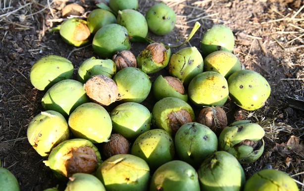 Foto - Hasat başladı! Bu ceviz pestil ve köme yapımında kullanılıyor