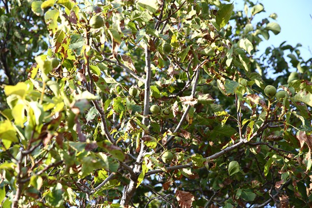 Foto - Hasat başladı! Bu ceviz pestil ve köme yapımında kullanılıyor