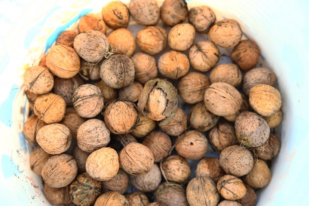 Foto - Hasat başladı! Bu ceviz pestil ve köme yapımında kullanılıyor