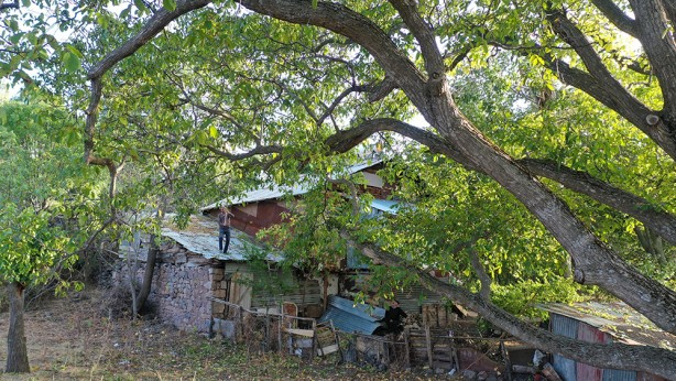 Foto - Hasat başladı! Bu ceviz pestil ve köme yapımında kullanılıyor