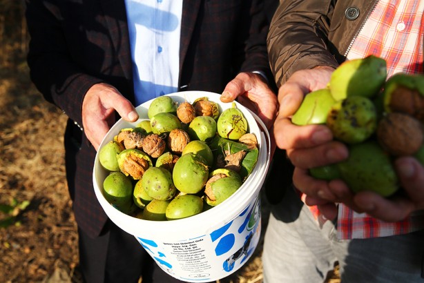 Foto - Hasat başladı! Bu ceviz pestil ve köme yapımında kullanılıyor