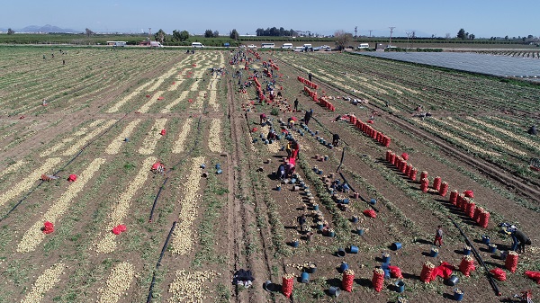 Foto - Hasat başladı, fiyatlar düşüşe geçiyor